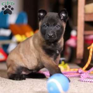 Dixie, Belgian Malinois Puppy